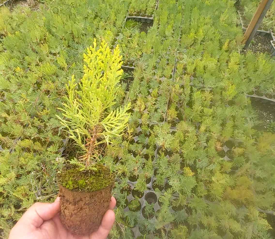 ALTUNİ MAZI FİDANI 3 ADET - SARI ÇİT BİTKİSİ ALTUNİ MAZI FİDANI 3 ADET - SARI ÇİT BİTKİSİ