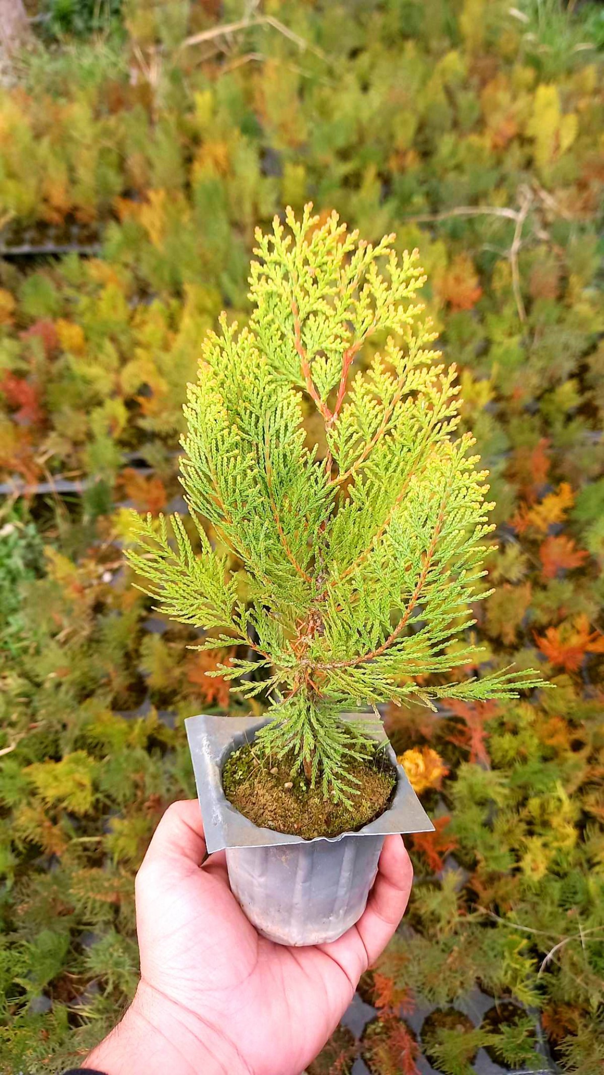 ALTUNİ MAZI FİDANI 5 ADET 20-30 cm - SARI ÇİT BİTKİSİ ALTUNİ MAZI FİDANI 5 ADET 20-30 cm - SARI ÇİT BİTKİSİ