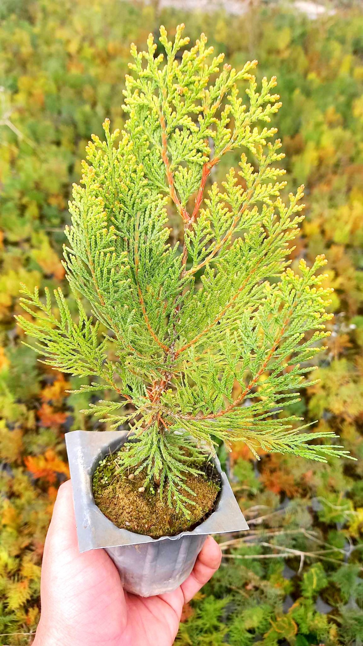 ALTUNİ MAZI FİDANI 5 ADET 20-30 cm - SARI ÇİT BİTKİSİ ALTUNİ MAZI FİDANI 5 ADET 20-30 cm - SARI ÇİT BİTKİSİ