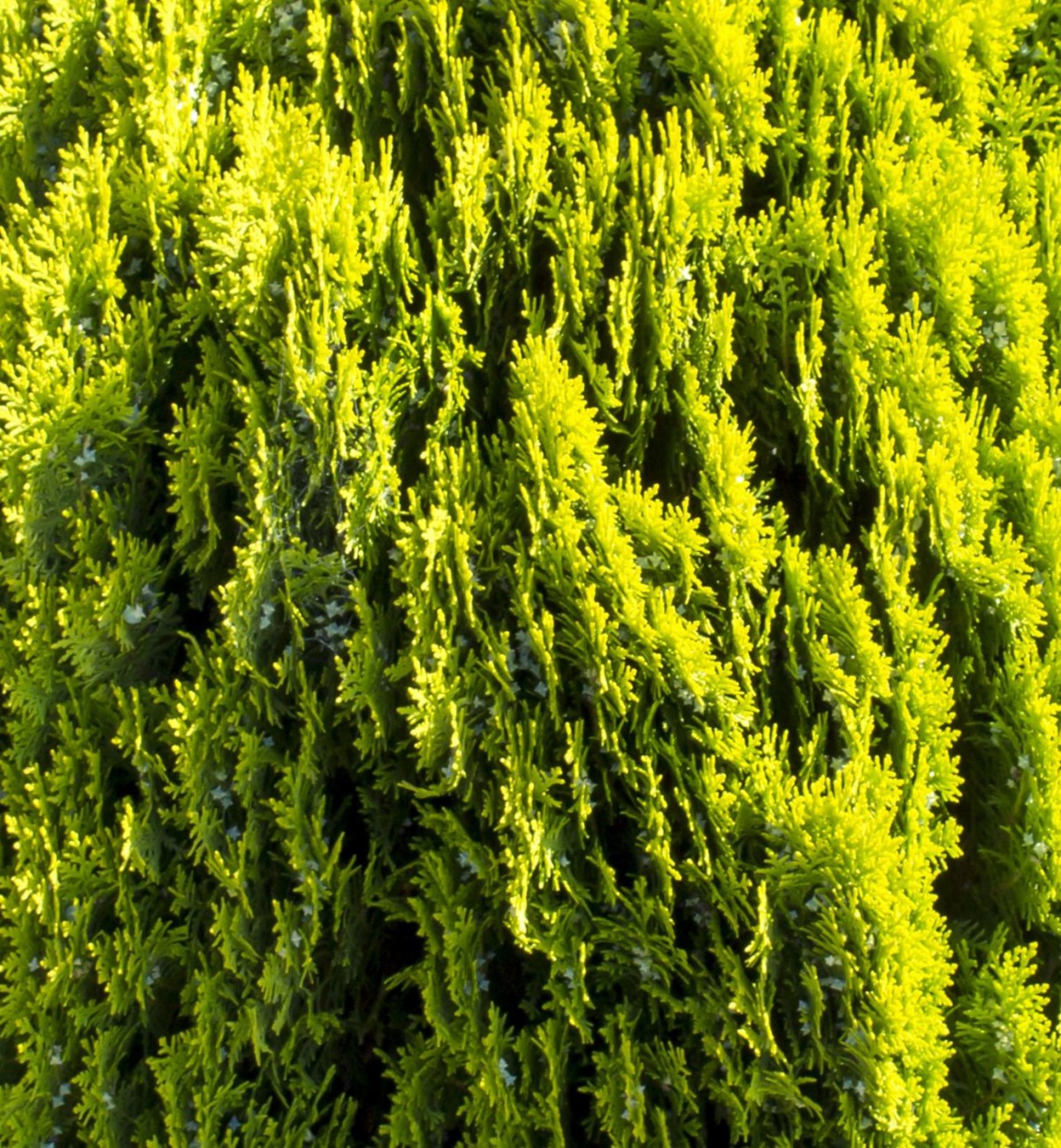 ALTUNİ MAZI FİDANI 5 ADET - SARI ÇİT BİTKİSİ ALTUNİ MAZI FİDANI 5 ADET - SARI ÇİT BİTKİSİ