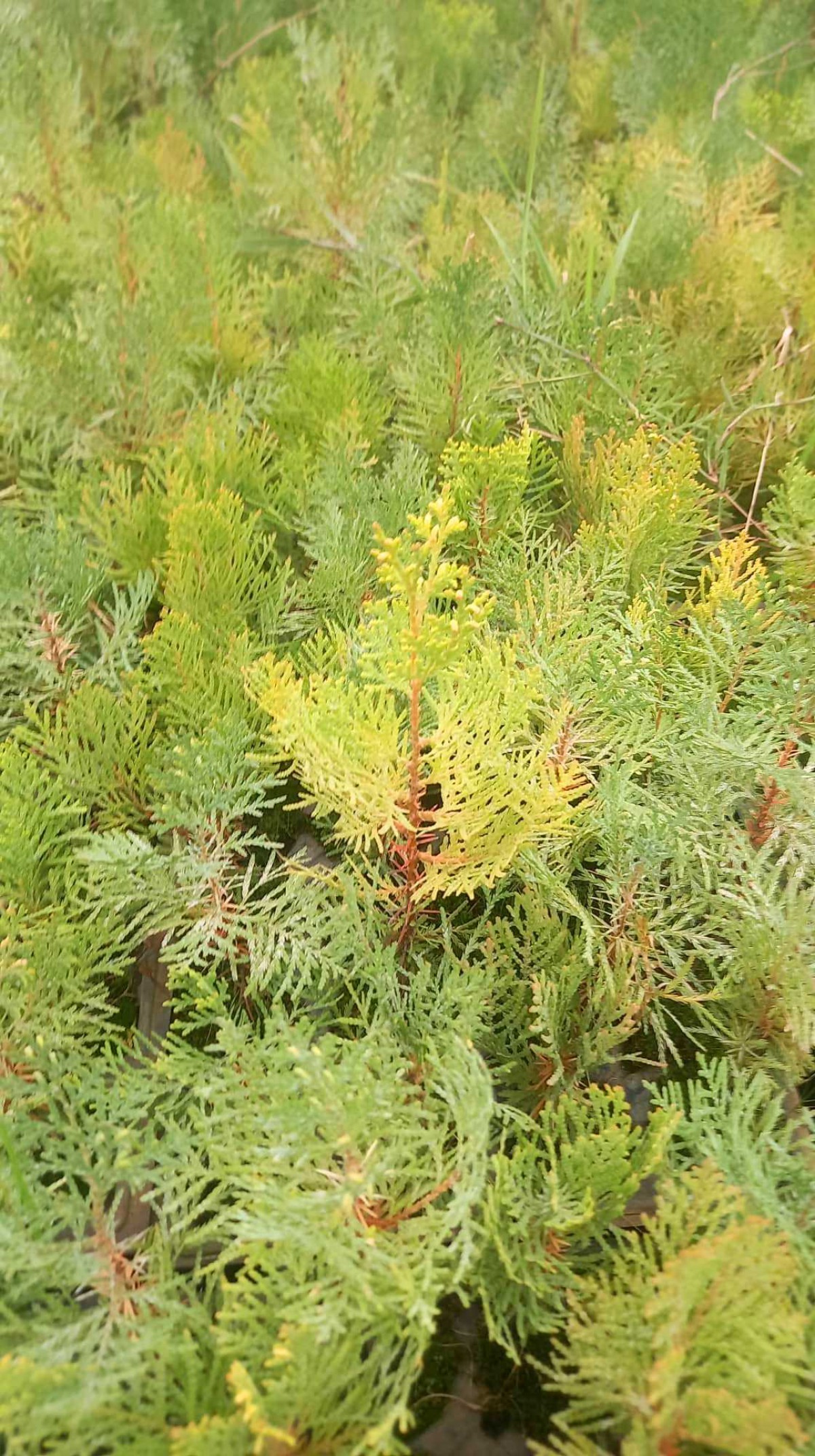 ALTUNİ MAZI FİDANI 5 ADET - SARI ÇİT BİTKİSİ ALTUNİ MAZI FİDANI 5 ADET - SARI ÇİT BİTKİSİ