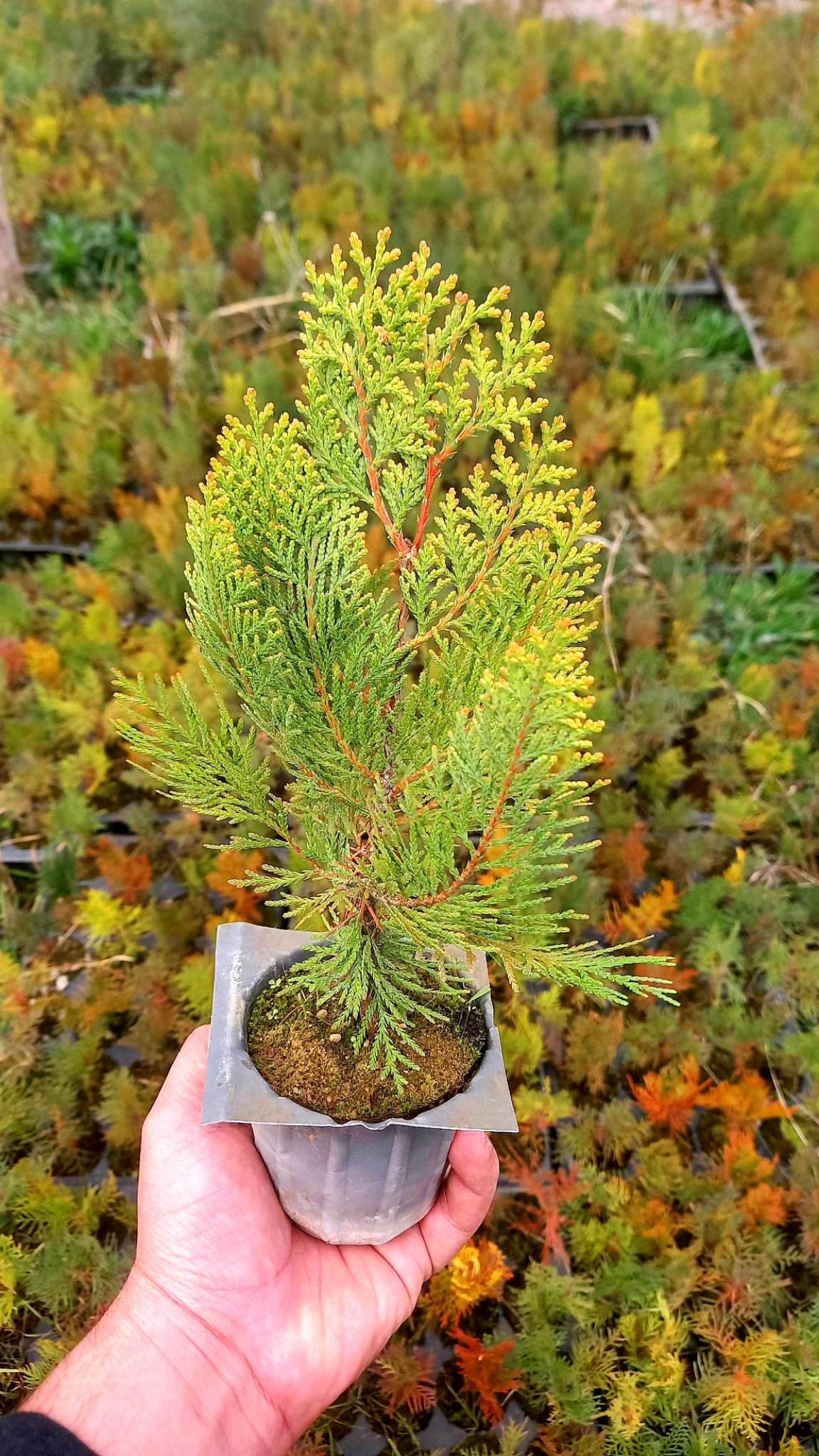 ALTUNİ MAZI FİDANI 50 ADET 20-30 cm - SARI ÇİT BİTKİSİ ALTUNİ MAZI FİDANI 50 ADET 20-30 cm - SARI ÇİT BİTKİSİ