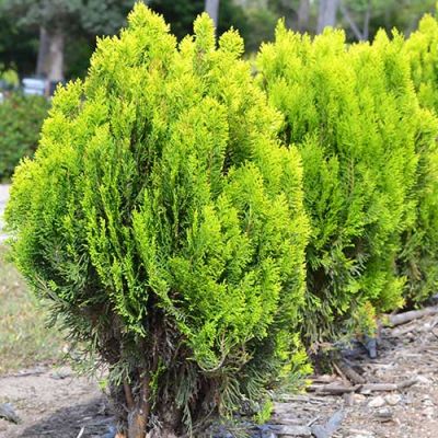 ALTUNİ TOP MAZI 200 ADET - SARI ÇİT BİTKİSİ ALTUNİ TOP MAZI 200 ADET - SARI ÇİT BİTKİSİ