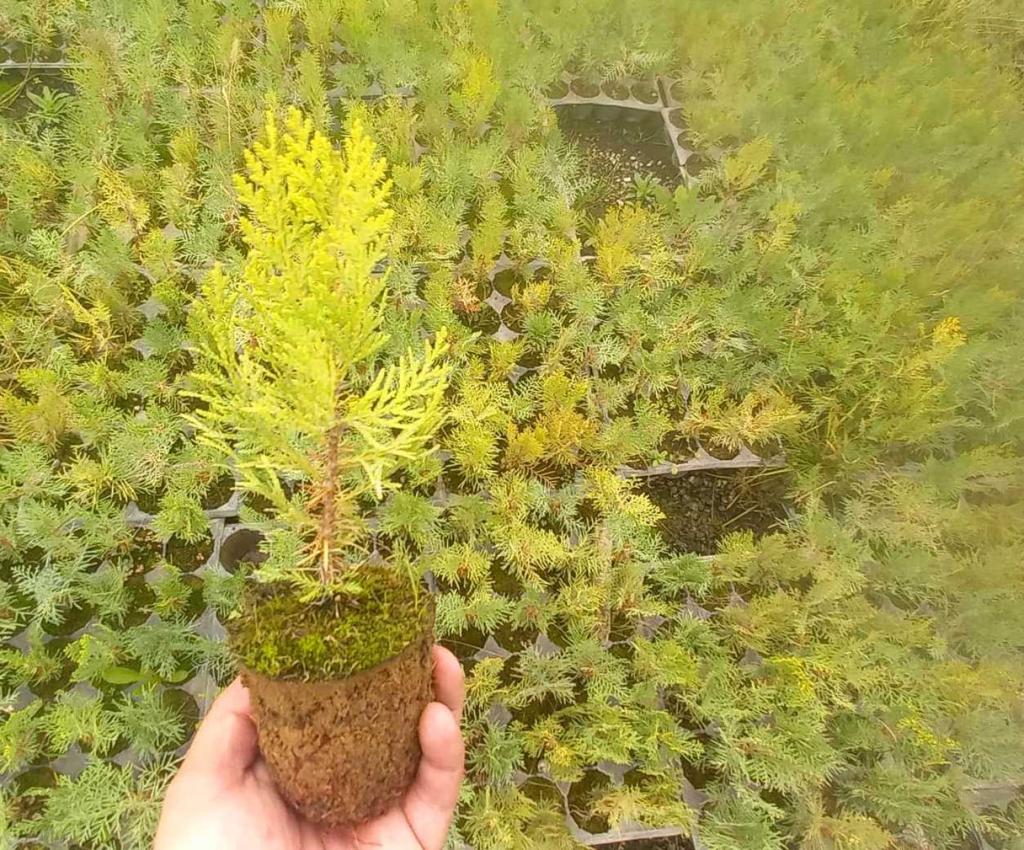 ALTUNİ TOP MAZI 200 ADET - SARI ÇİT BİTKİSİ ALTUNİ TOP MAZI 200 ADET - SARI ÇİT BİTKİSİ