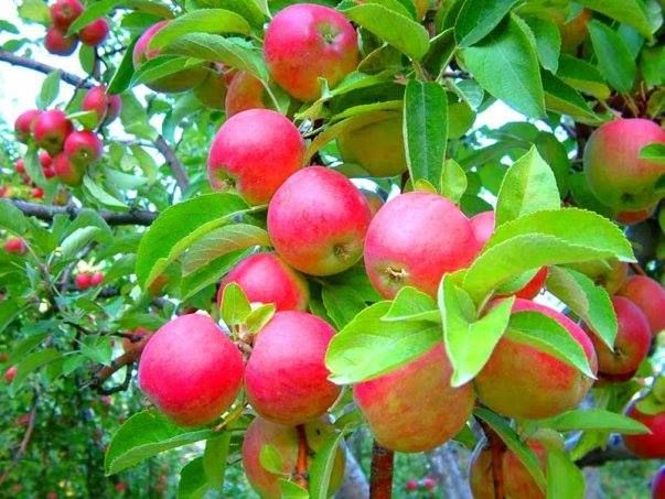 Amasya (Misket) Elma Fidanı 3 Yaş Tüplü ve Aşılı