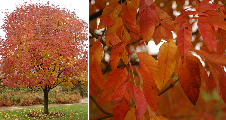 AMERİKAN DİŞBUDAK FİDANI 3 ADET - Fraxinus Americana