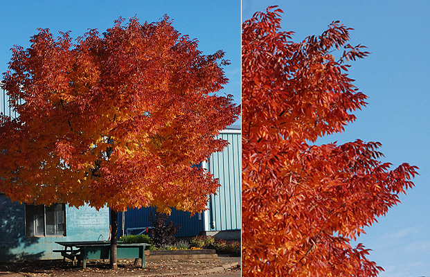 AMERİKAN DİŞBUDAK FİDANI 3 ADET - Fraxinus Americana