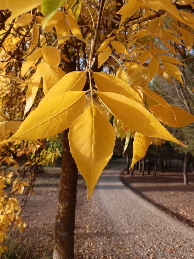 AMERİKAN DİŞBUDAK FİDANI 3 ADET - Fraxinus Americana