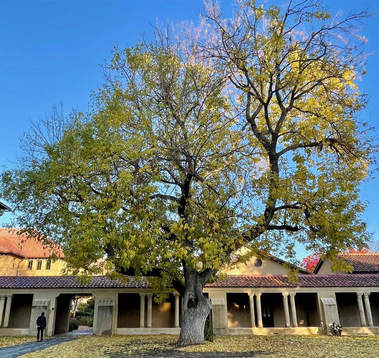 AMERİKAN DİŞBUDAK FİDANI 3 ADET - Fraxinus Americana
