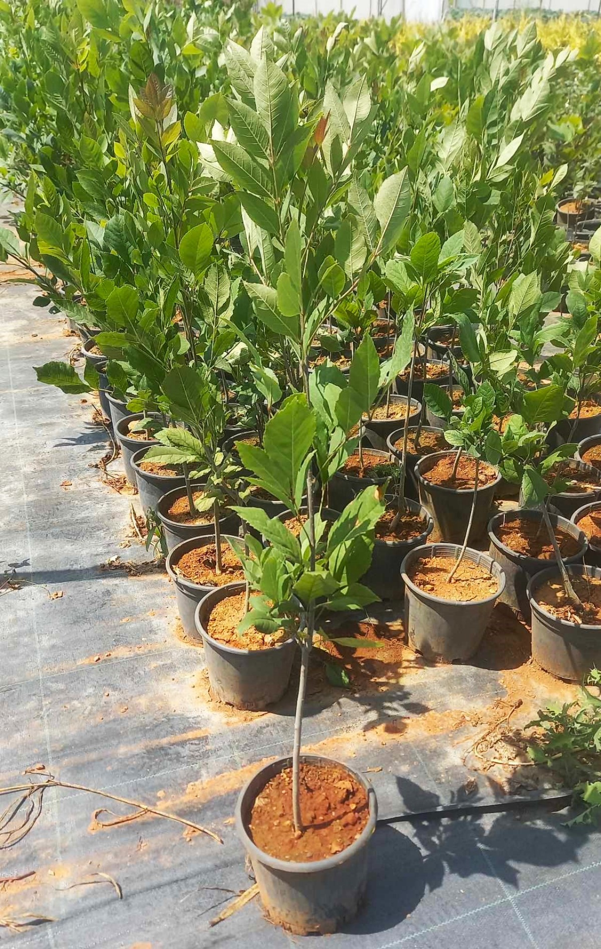 AMERİKAN DİŞBUDAK FİDANI 3 ADET - Fraxinus Americana