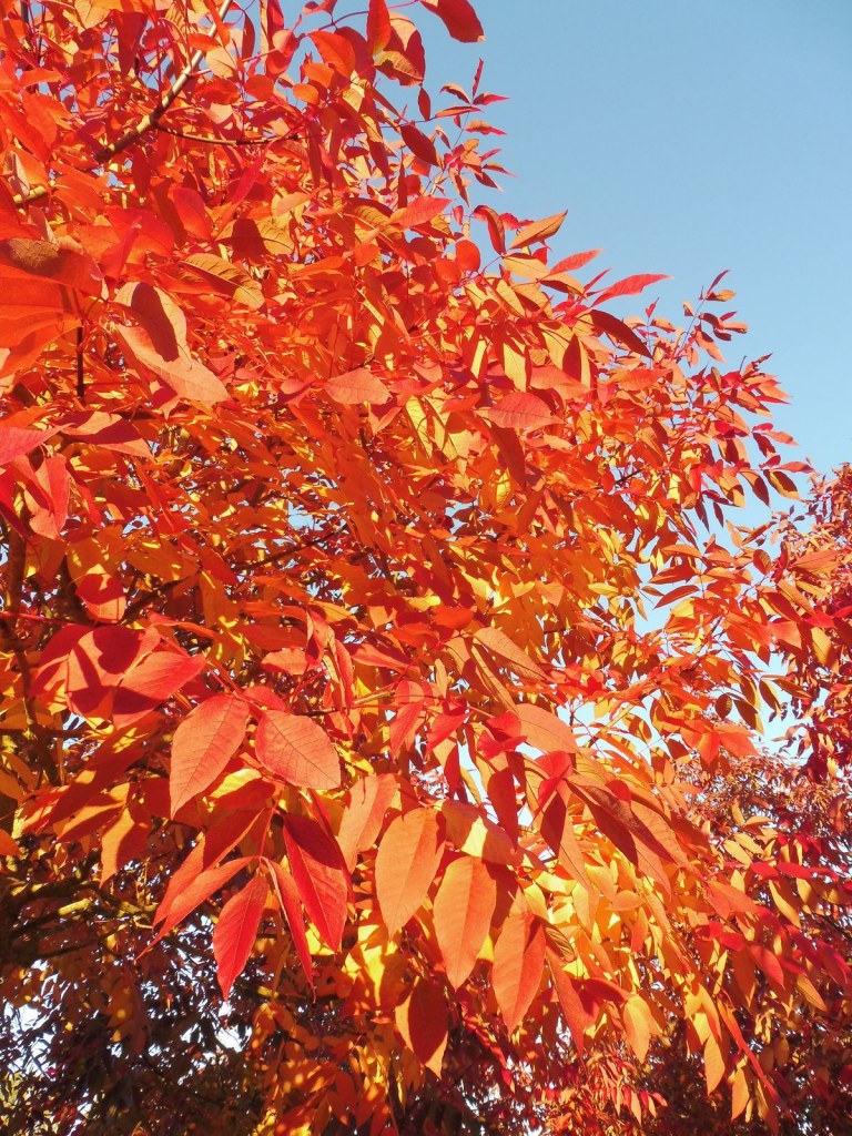 AMERİKAN DİŞBUDAK FİDANI 5 ADET - Fraxinus Americana