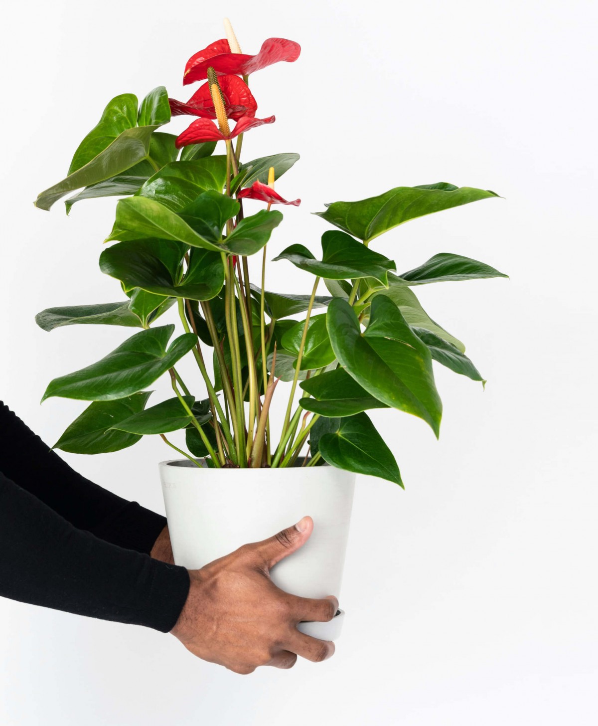 Anthoryum  - Flamingo Çiçeği (Anthurium) 40 cm