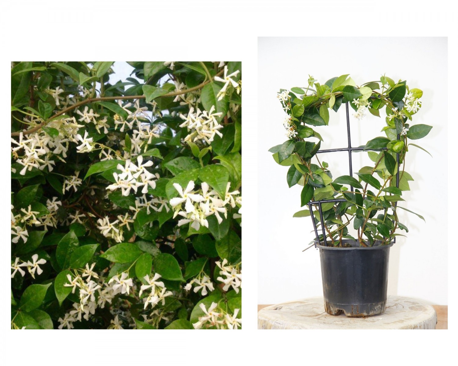 ARAP YASEMİNİ 10 ADET PERGOLA FORMLU 40-60 CM ARAP YASEMİNİ 10 ADET PERGOLA FORMLU 40-60 CM