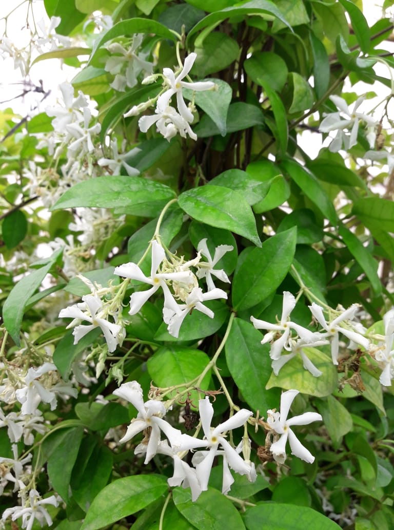 ARAP YASEMİNİ 5 ADET PERGOLA FORMLU 40-60 CM ARAP YASEMİNİ 5 ADET PERGOLA FORMLU 40-60 CM