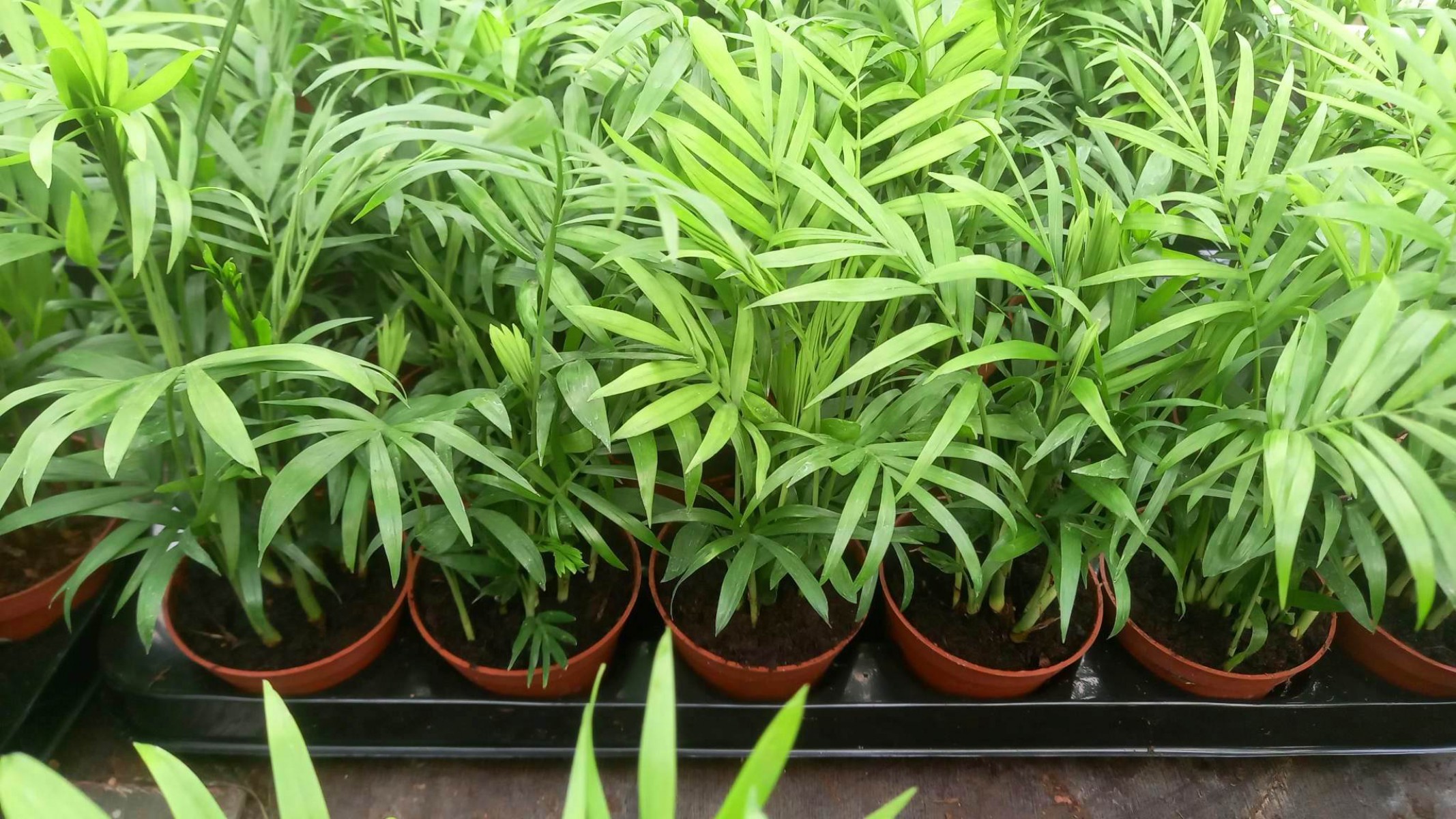 AREKA PALMİYESİ 10 ADET 20-25 cm - HEDİYELİK SALON OFİS BİTKİSİ AREKA PALMİYESİ 10 ADET 20-25 cm - HEDİYELİK SALON OFİS BİTKİSİ