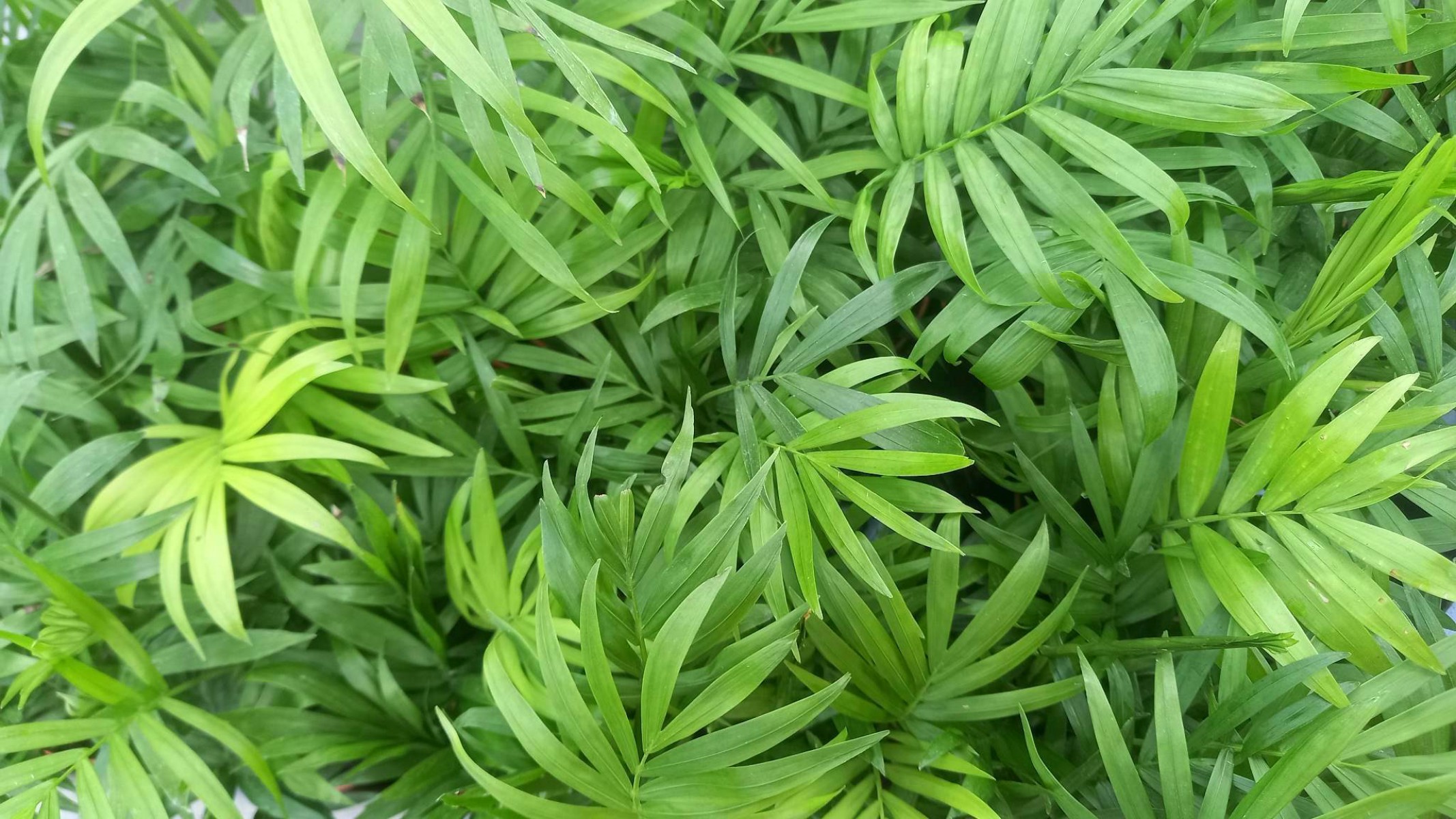 AREKA PALMİYESİ 10 ADET 20-25 cm - HEDİYELİK SALON OFİS BİTKİSİ AREKA PALMİYESİ 10 ADET 20-25 cm - HEDİYELİK SALON OFİS BİTKİSİ