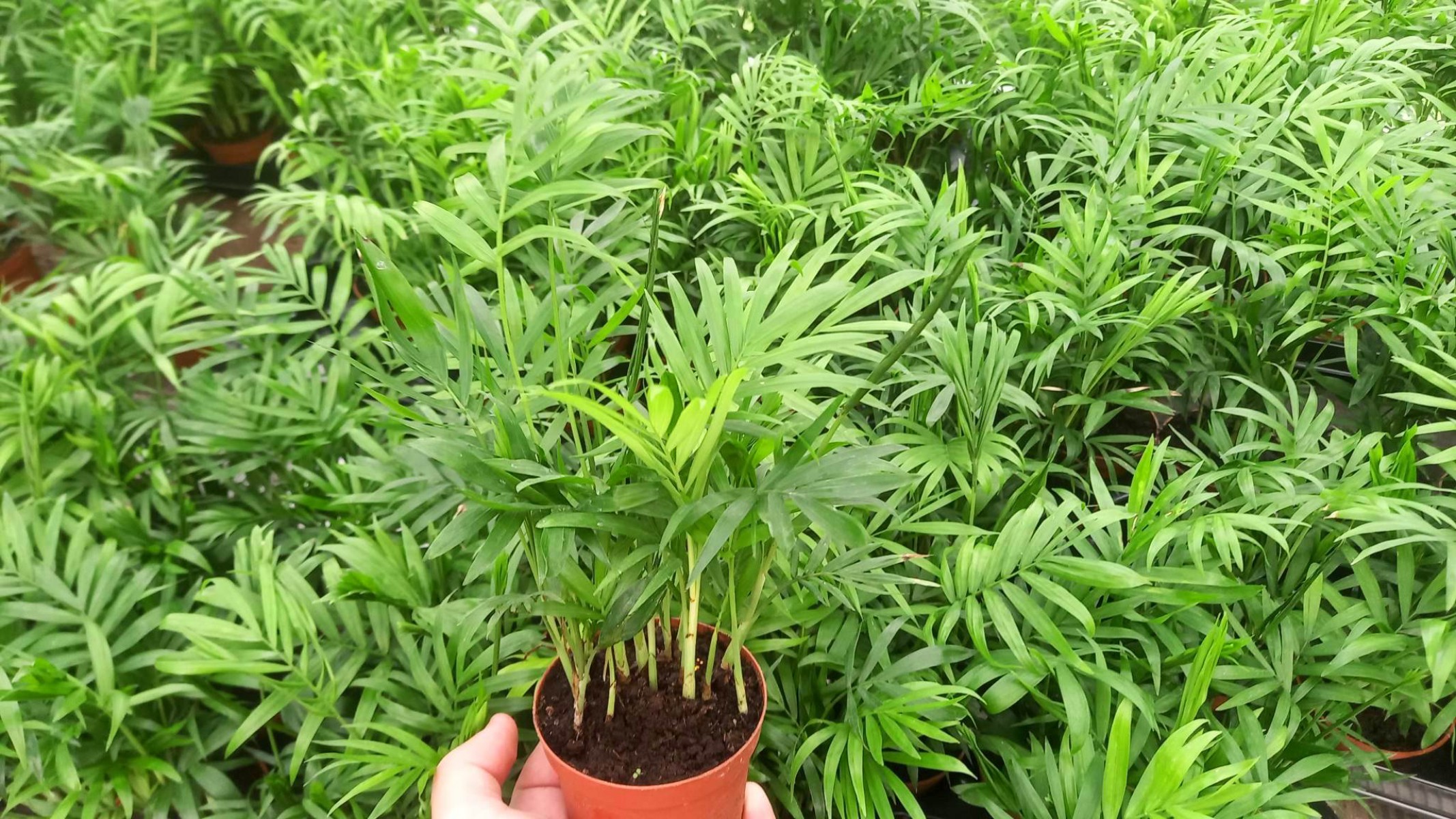 AREKA PALMİYESİ 10 ADET 20-25 cm - HEDİYELİK SALON OFİS BİTKİSİ AREKA PALMİYESİ 10 ADET 20-25 cm - HEDİYELİK SALON OFİS BİTKİSİ