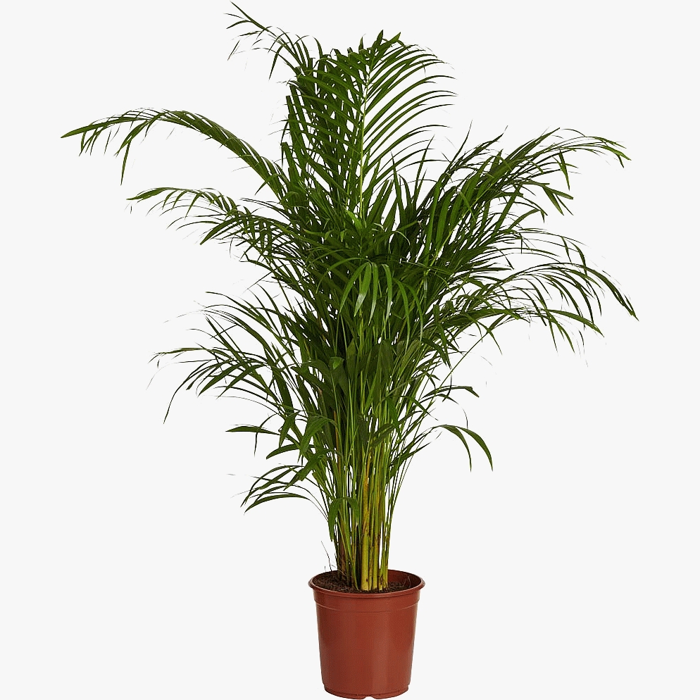 Areka Palmiyesi 120-150 cm