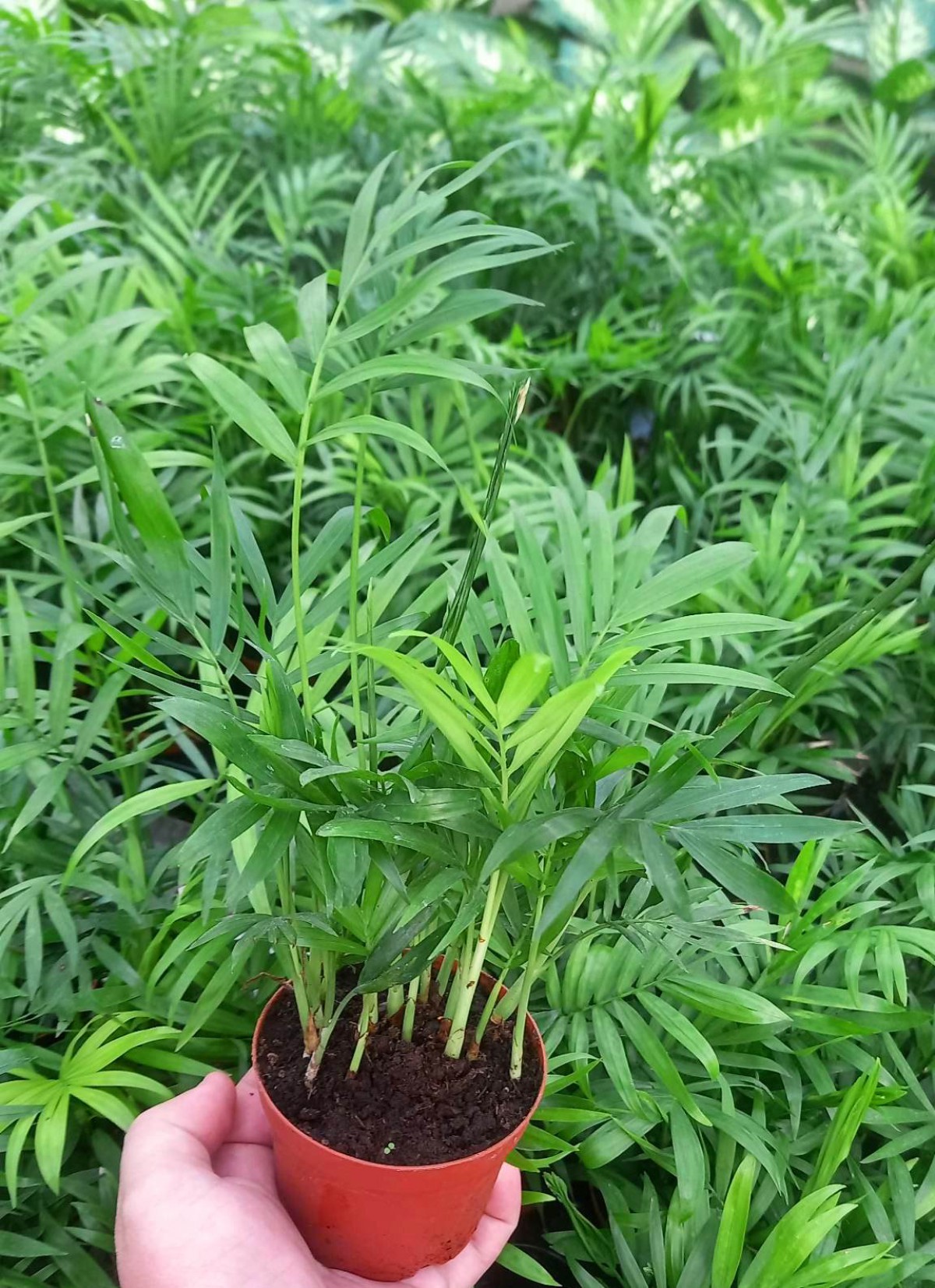 AREKA PALMİYESİ 3 ADET 20-25 cm - HEDİYELİK SALON OFİS BİTKİSİ AREKA PALMİYESİ 3 ADET 20-25 cm - HEDİYELİK SALON OFİS BİTKİSİ