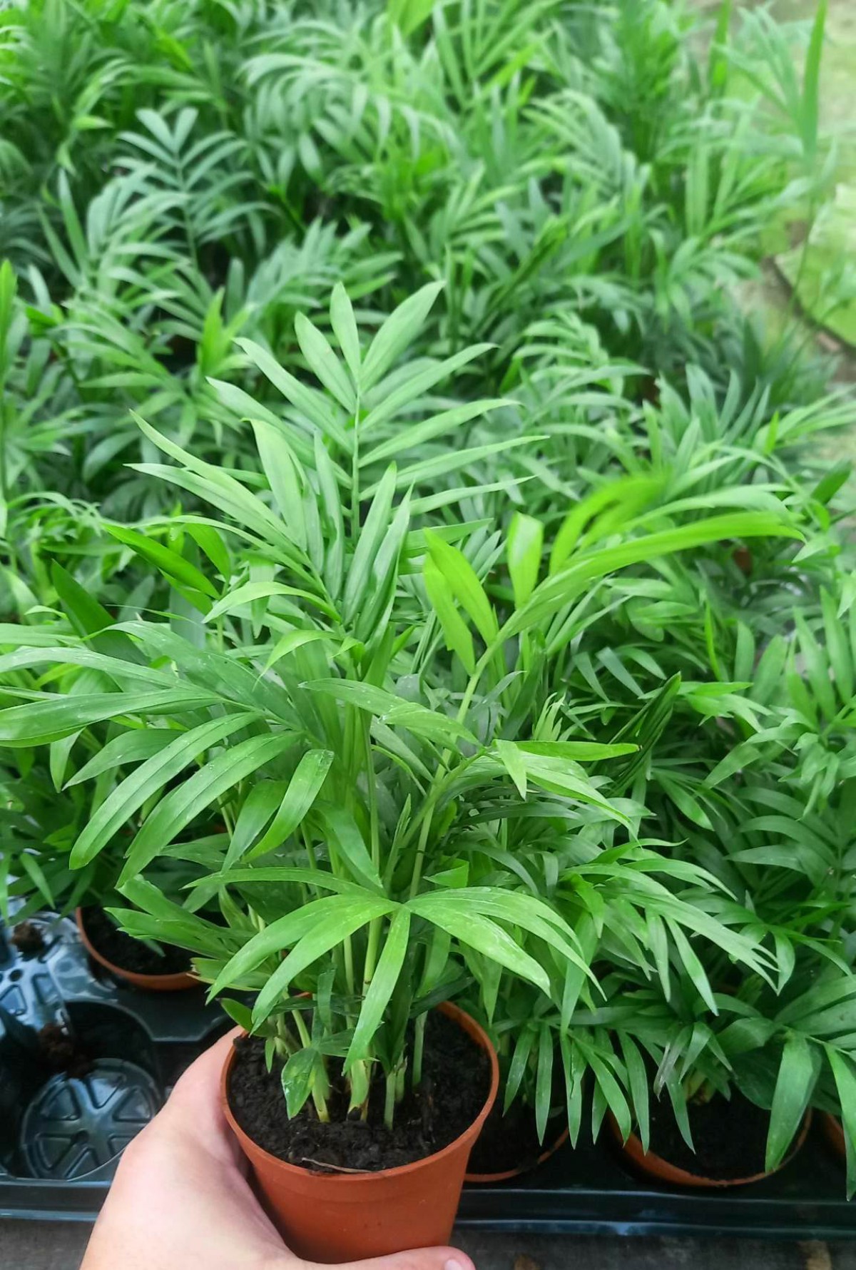 AREKA PALMİYESİ 3 ADET 20-25 cm - HEDİYELİK SALON OFİS BİTKİSİ AREKA PALMİYESİ 3 ADET 20-25 cm - HEDİYELİK SALON OFİS BİTKİSİ