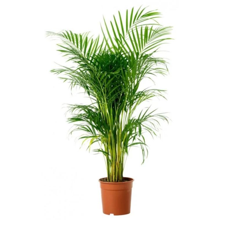 Areka Palmiyesi 80-100cm