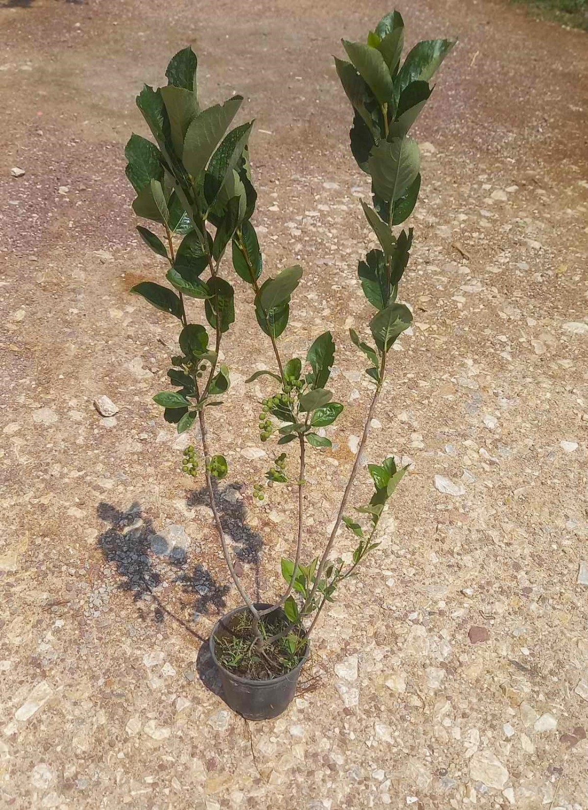 ARONYA FİDANI 3-4 YAŞ 80-100 CM