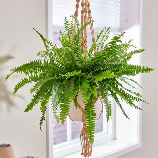 Aşk Merdiveni & Delikli Deve Tabanı & Askılı Sakısıda  Pathos Sarmaşığı