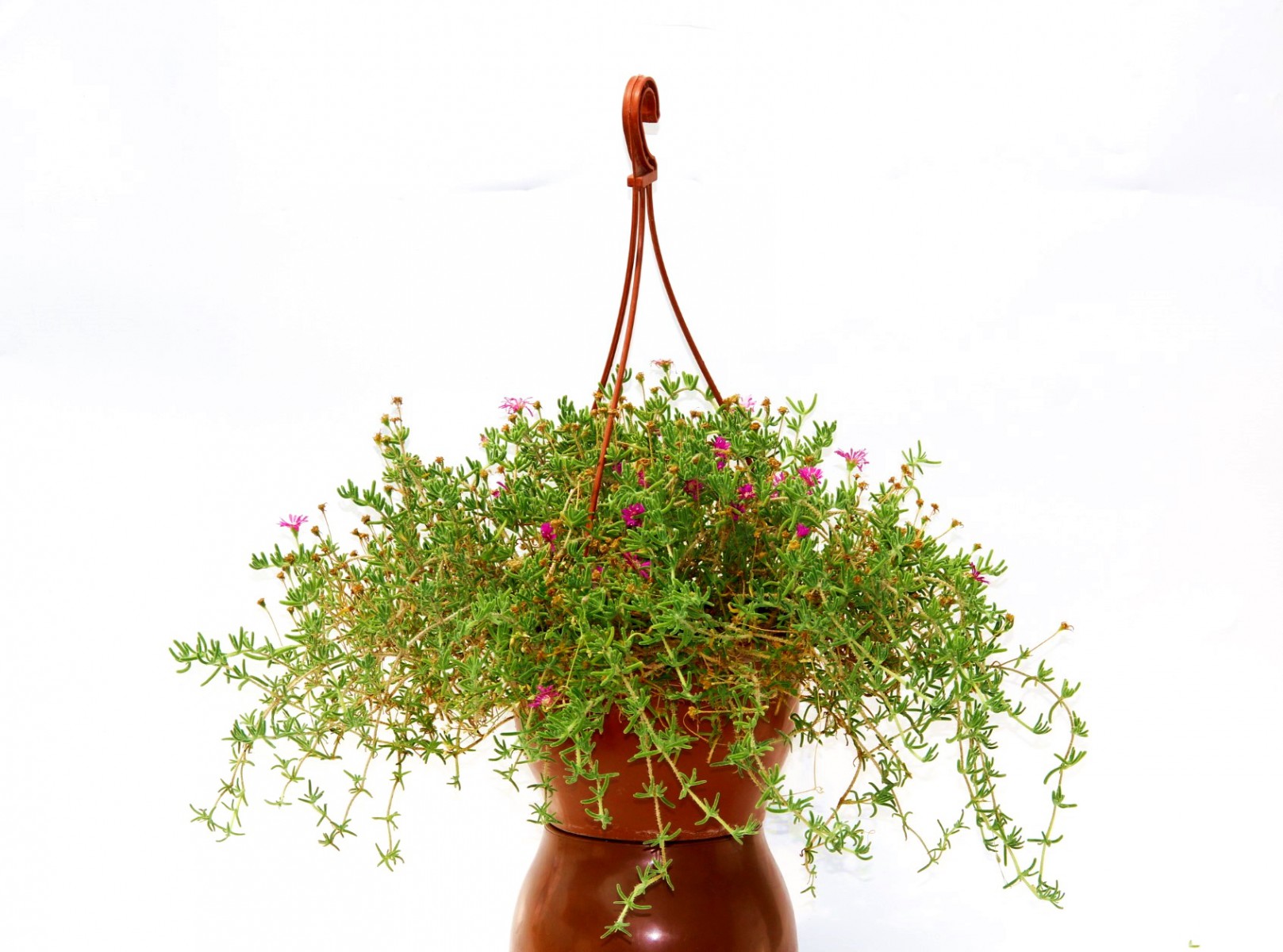 ASKILI ÇİÇEK SAKSISI 3 ADET 18 CM - MAKROME SAKSI (Kiremit Renk) ASKILI ÇİÇEK SAKSISI 3 ADET 18 CM - MAKROME SAKSI (Kiremit Renk)