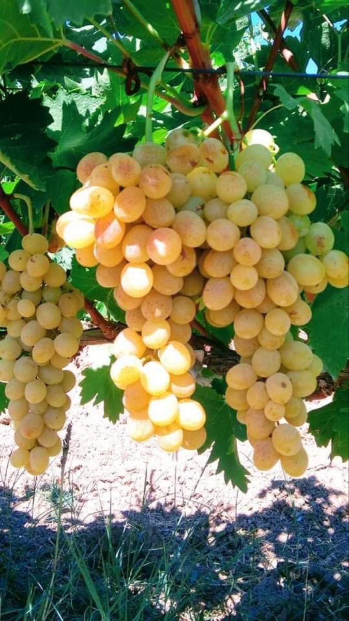 Ata Sarısı Üzüm Fidanı 2 Yaş Tüplü 5 Adet Ata Sarısı Üzüm Fidanı 2 Yaş Tüplü 5 Adet