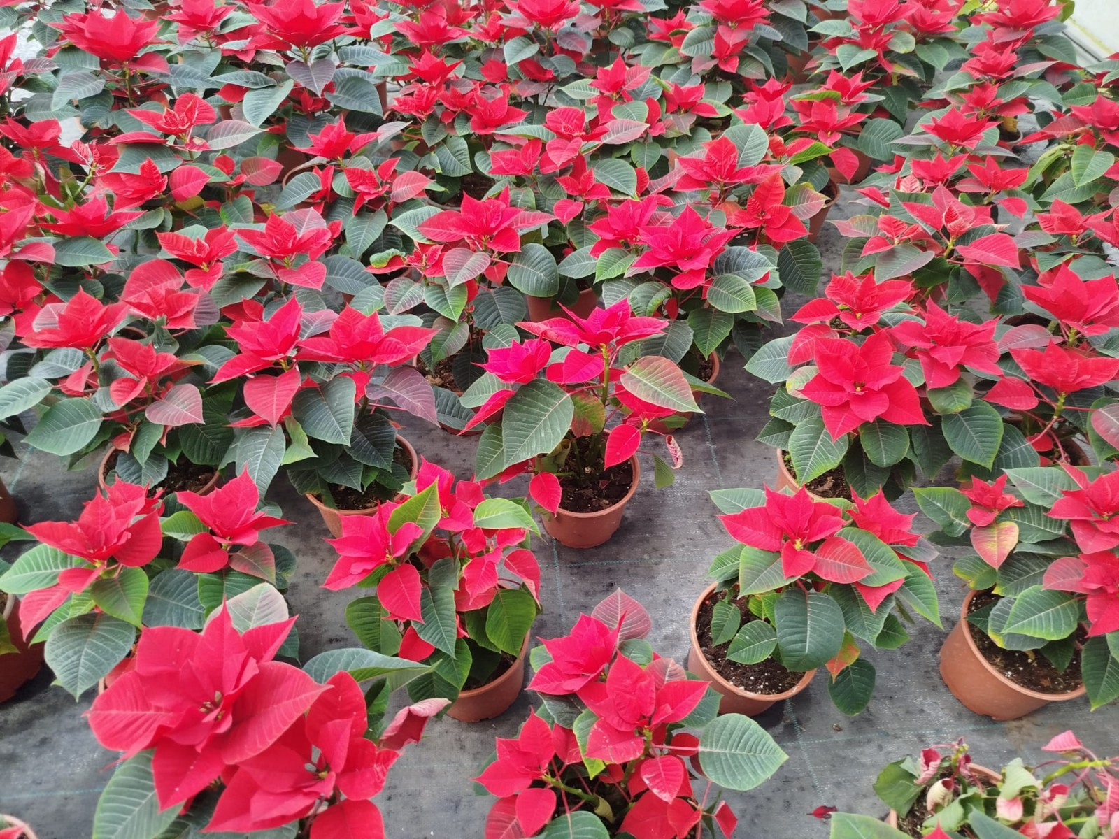 ATATÜRK ÇİÇEĞİ PONSETYA 2 ADET 30-40 CM / KIRMIZI SALON BİTKİSİ ATATÜRK ÇİÇEĞİ PONSETYA 2 ADET 30-40 CM / KIRMIZI SALON BİTKİSİ