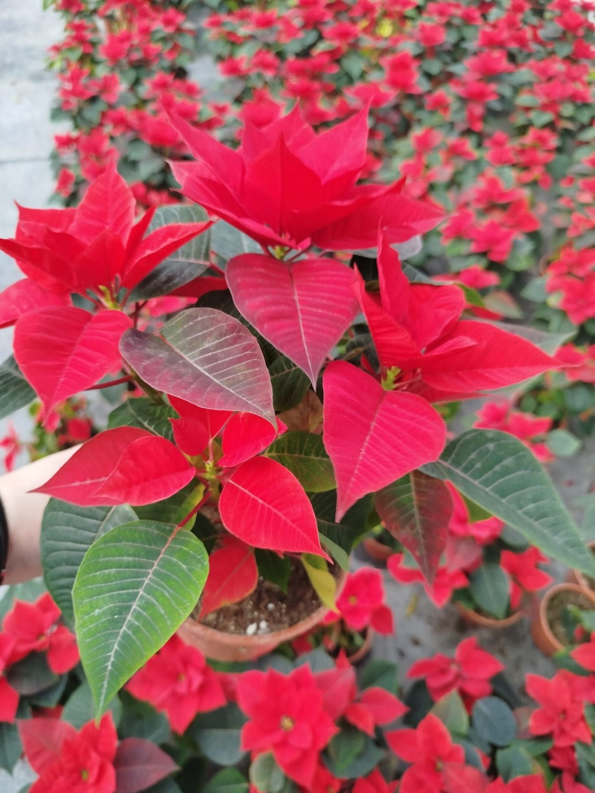 ATATÜRK ÇİÇEĞİ PONSETYA 2 ADET 30-40 CM / KIRMIZI SALON BİTKİSİ ATATÜRK ÇİÇEĞİ PONSETYA 2 ADET 30-40 CM / KIRMIZI SALON BİTKİSİ