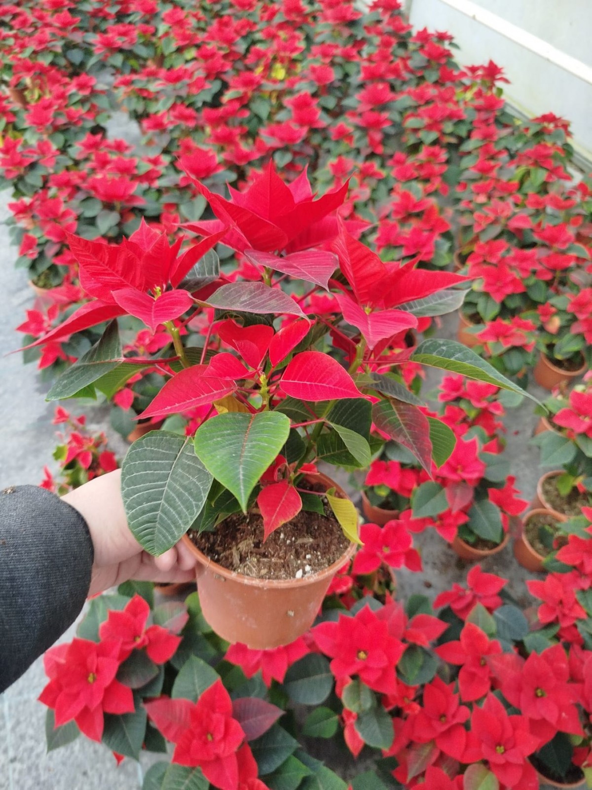 ATATÜRK ÇİÇEĞİ PONSETYA 3 ADET 30-40 CM / KIRMIZI SALON BİTKİSİ ATATÜRK ÇİÇEĞİ PONSETYA 3 ADET 30-40 CM / KIRMIZI SALON BİTKİSİ