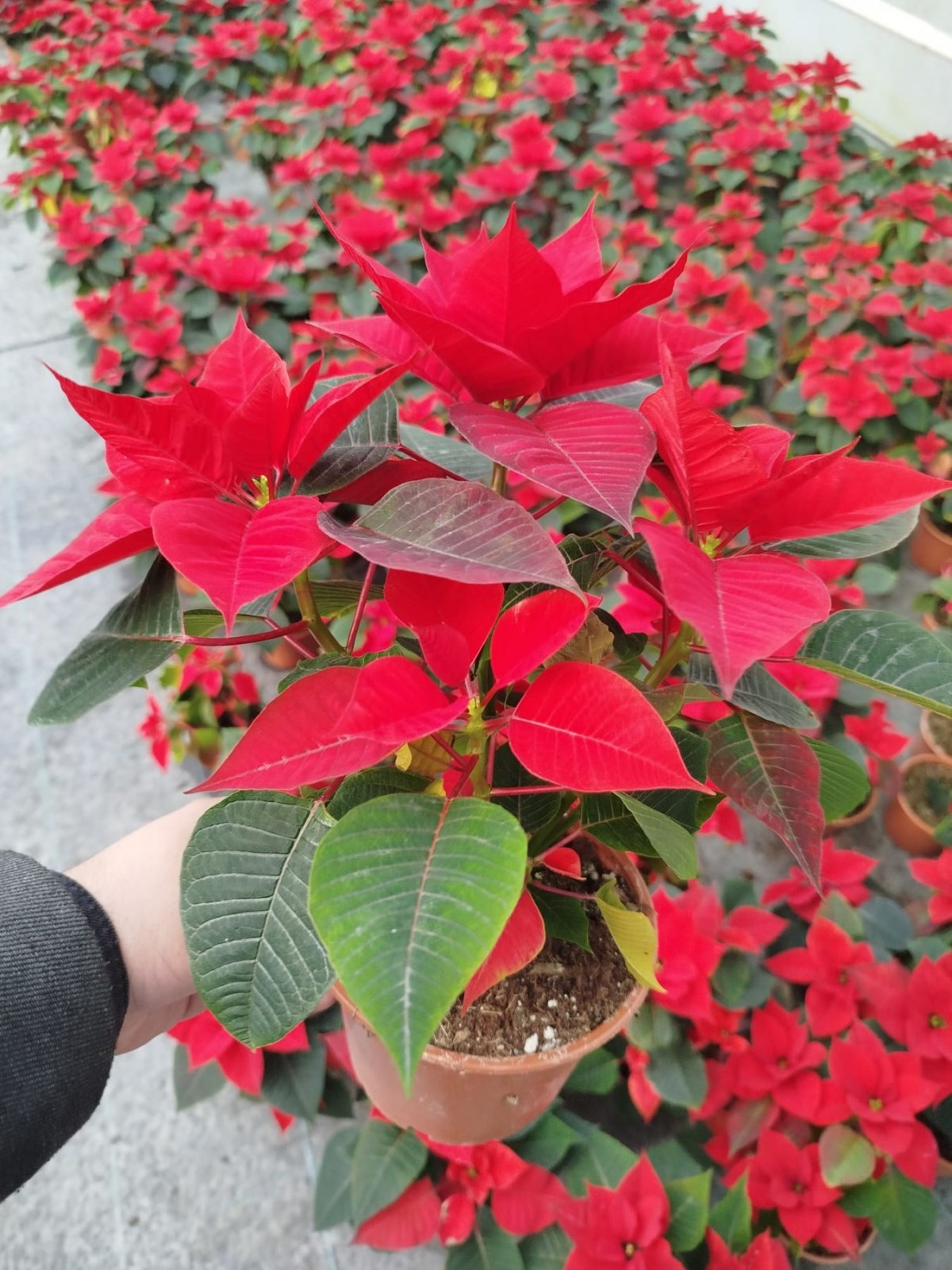 ATATÜRK ÇİÇEĞİ PONSETYA 30-40 CM / KIRMIZI SALON BİTKİSİ ATATÜRK ÇİÇEĞİ PONSETYA 30-40 CM / KIRMIZI SALON BİTKİSİ