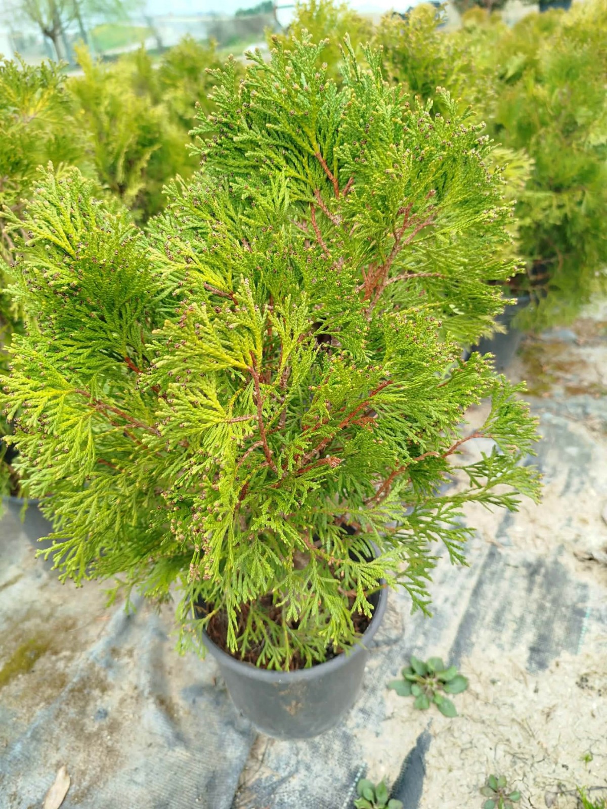 BATI MAZISI FİDANI 5 ADET (Thuja Occidentalis Smaragd) - ÇİT BİTKİSİ