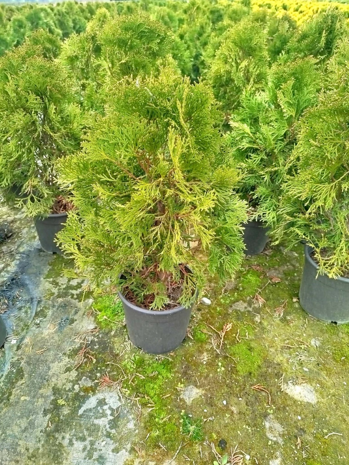 BATI MAZISI FİDANI 5 ADET (Thuja Occidentalis Smaragd) - ÇİT BİTKİSİ BATI MAZISI FİDANI 5 ADET (Thuja Occidentalis Smaragd) - ÇİT BİTKİSİ