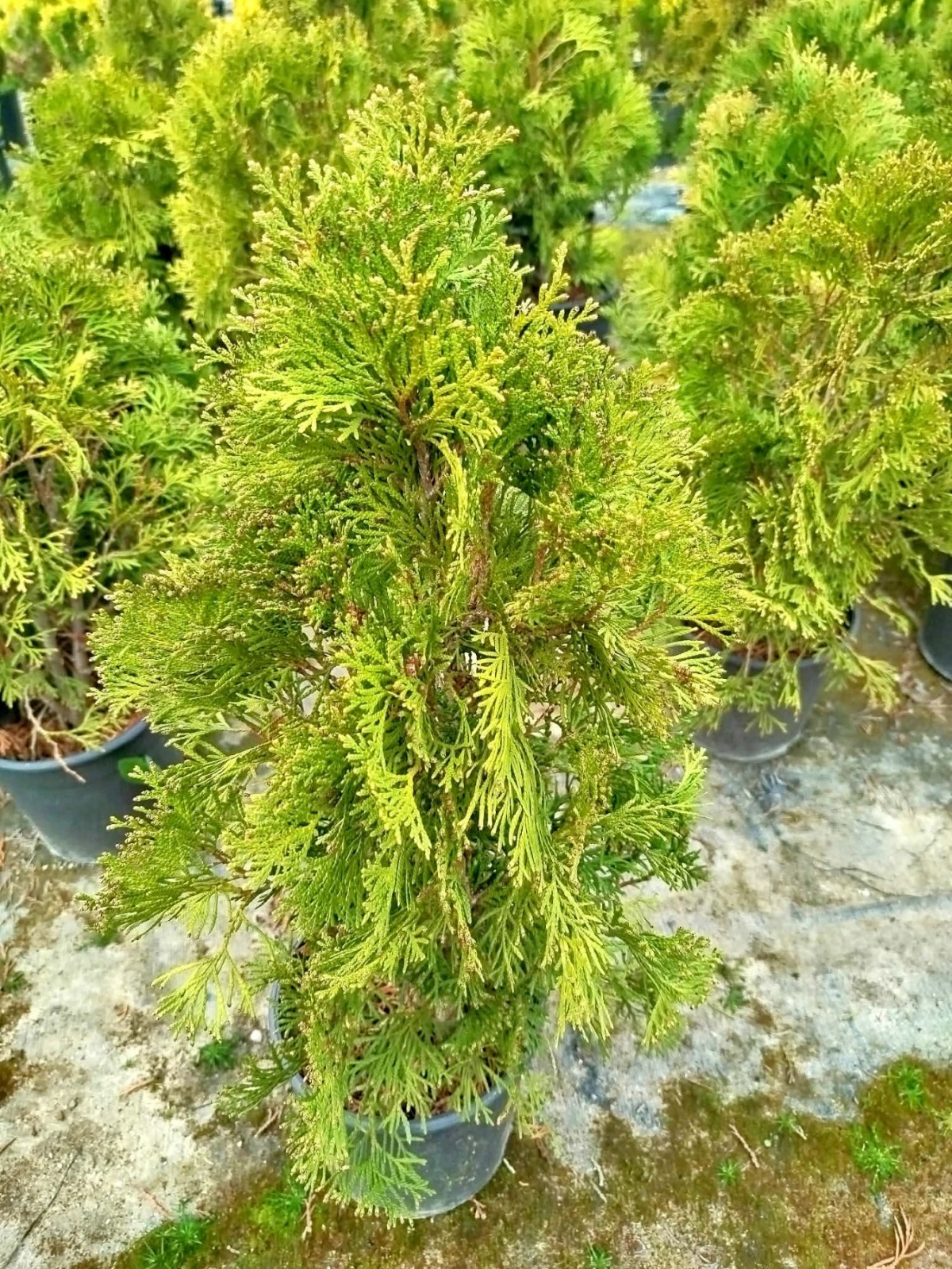 BATI MAZISI FİDANI 5 ADET (Thuja Occidentalis Smaragd) - ÇİT BİTKİSİ