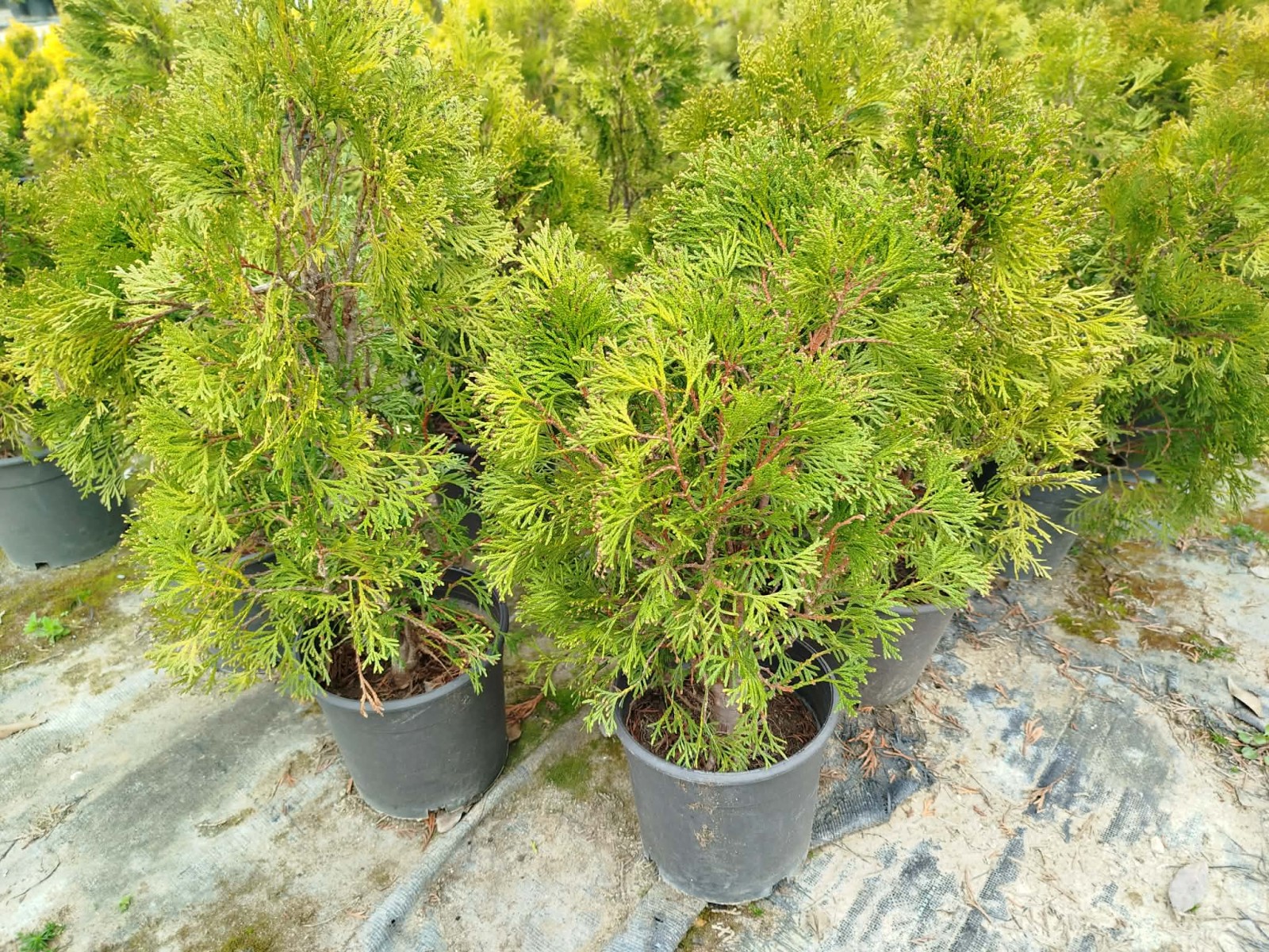 BATI MAZISI FİDANI 5 ADET (Thuja Occidentalis Smaragd) - ÇİT BİTKİSİ