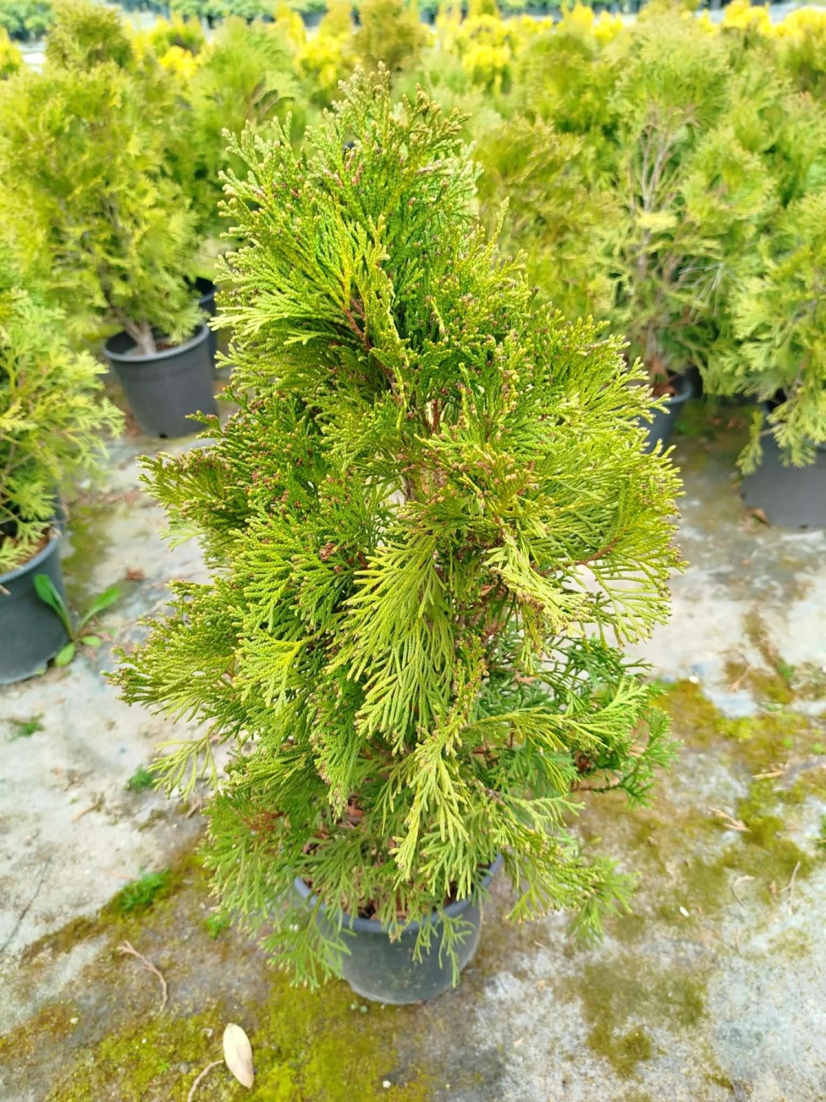BATI MAZISI FİDANI 5 ADET (Thuja Occidentalis Smaragd) - ÇİT BİTKİSİ