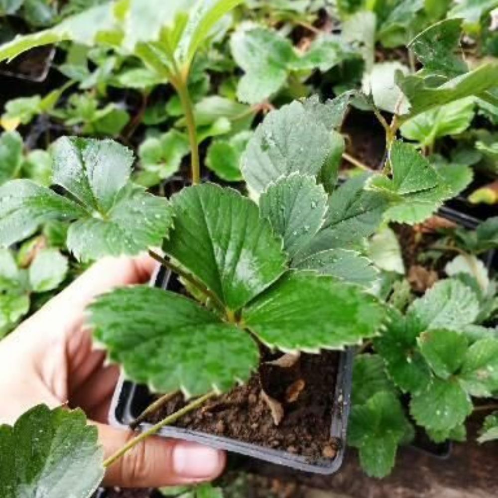 BEYAZ ÇİLEK PİNEBERRY FİDESİ 5 ADET BEYAZ ÇİLEK PİNEBERRY FİDESİ 5 ADET