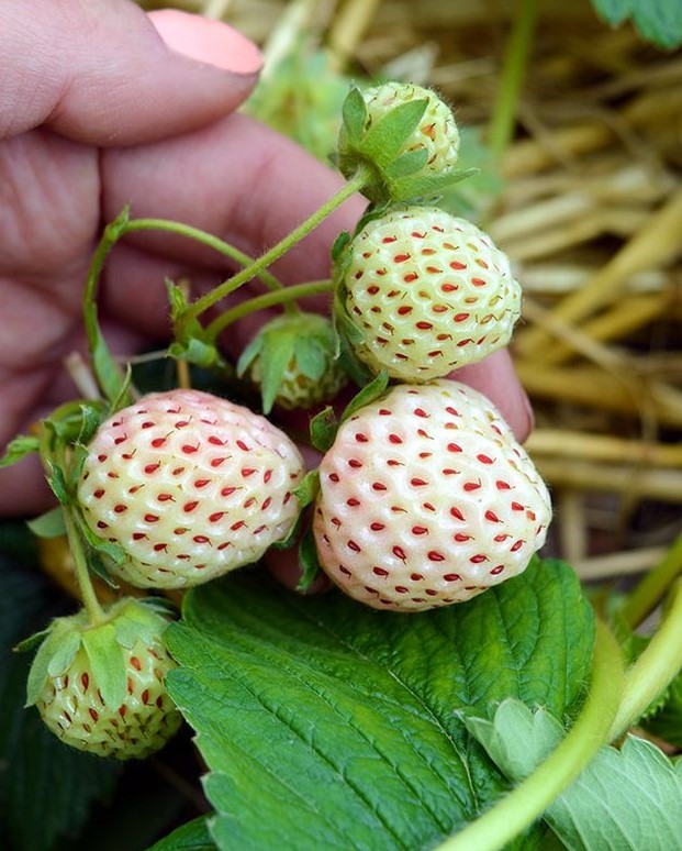 BEYAZ ÇİLEK PİNEBERRY FİDESİ BEYAZ ÇİLEK PİNEBERRY FİDESİ