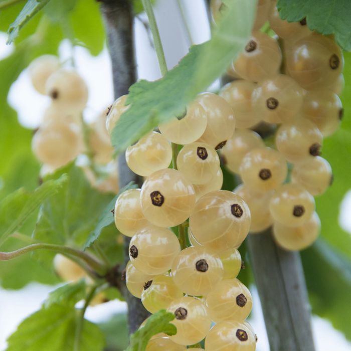 Beyaz Frenk Üzümü Fidanı 3 Adet Beyaz Frenk Üzümü Fidanı 3 Adet