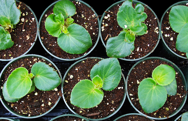 BİTKİ TOPRAĞI 10 LT - 5'Lİ KARIŞIM(TORF,PERLİT,KOMPOST,KUM,ORMAN TOPRAĞI) BİTKİ TOPRAĞI 10 LT - 5'Lİ KARIŞIM(TORF,PERLİT,KOMPOST,KUM,ORMAN TOPRAĞI)