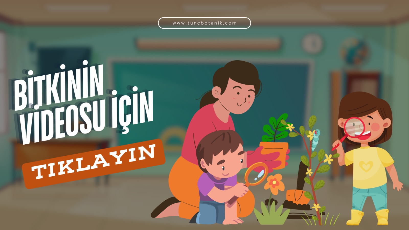 FIRÇA ÇALISI CALLİSTEMON 10 ADET 20 - 30 CM