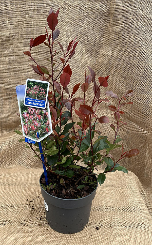 BODUR ALEV ÇALISI 5 ADET - KIRMIZI SÜS BİTKİSİ BODUR ALEV ÇALISI 5 ADET - KIRMIZI SÜS BİTKİSİ