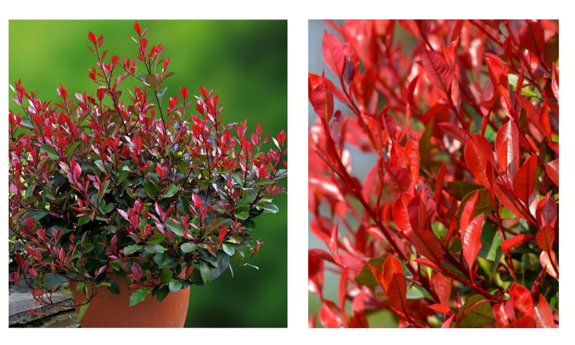 BODUR ALEV ÇALISI - KIRMIZI SÜS BİTKİSİ BODUR ALEV ÇALISI - KIRMIZI SÜS BİTKİSİ