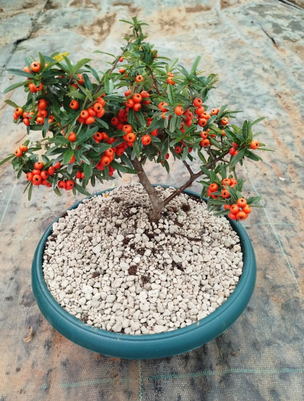 BONSAİ ATEŞ DİKENİ PYRACANTHA (5-6 YAŞ)
