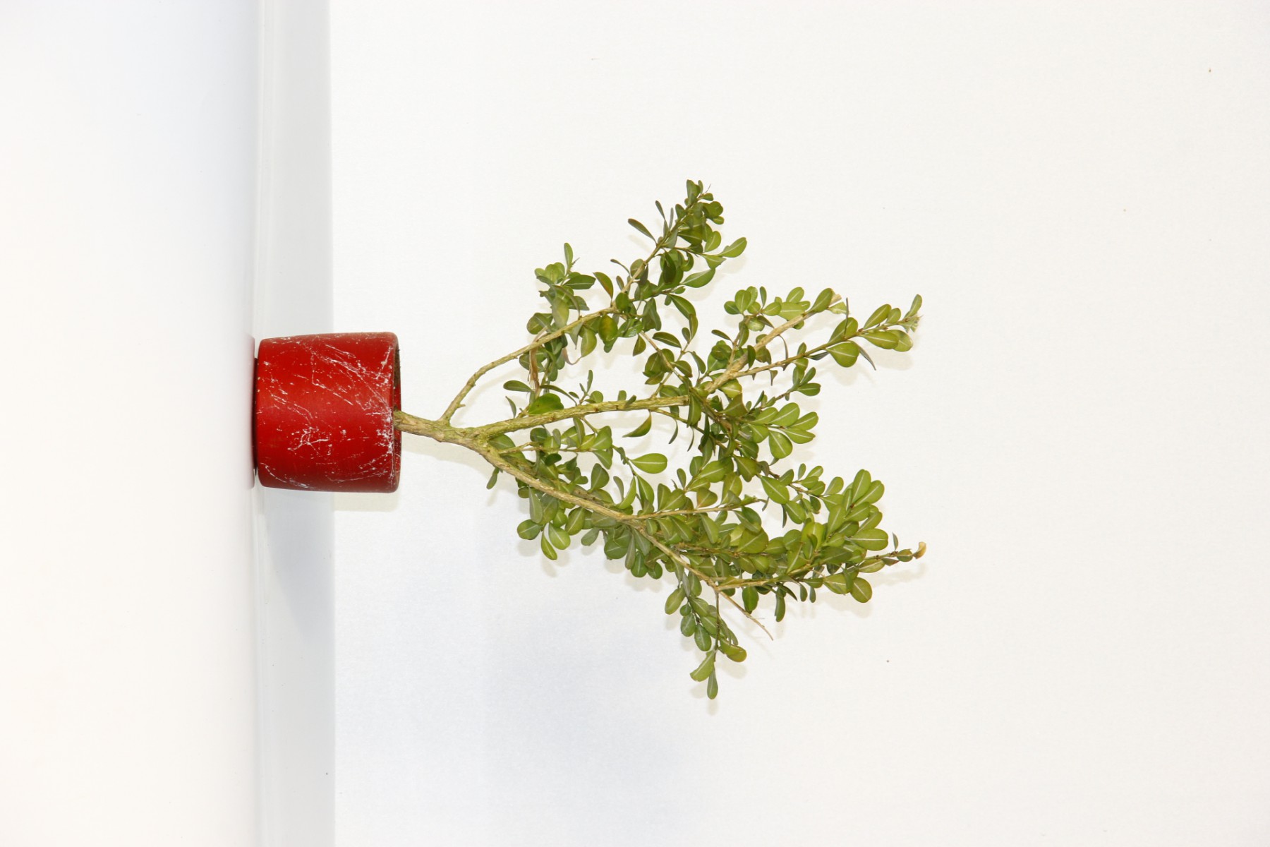 BONSAİ BUXUS 2 ADET - HEDİYELİK BONSAİ (Kırmızı Saksı)