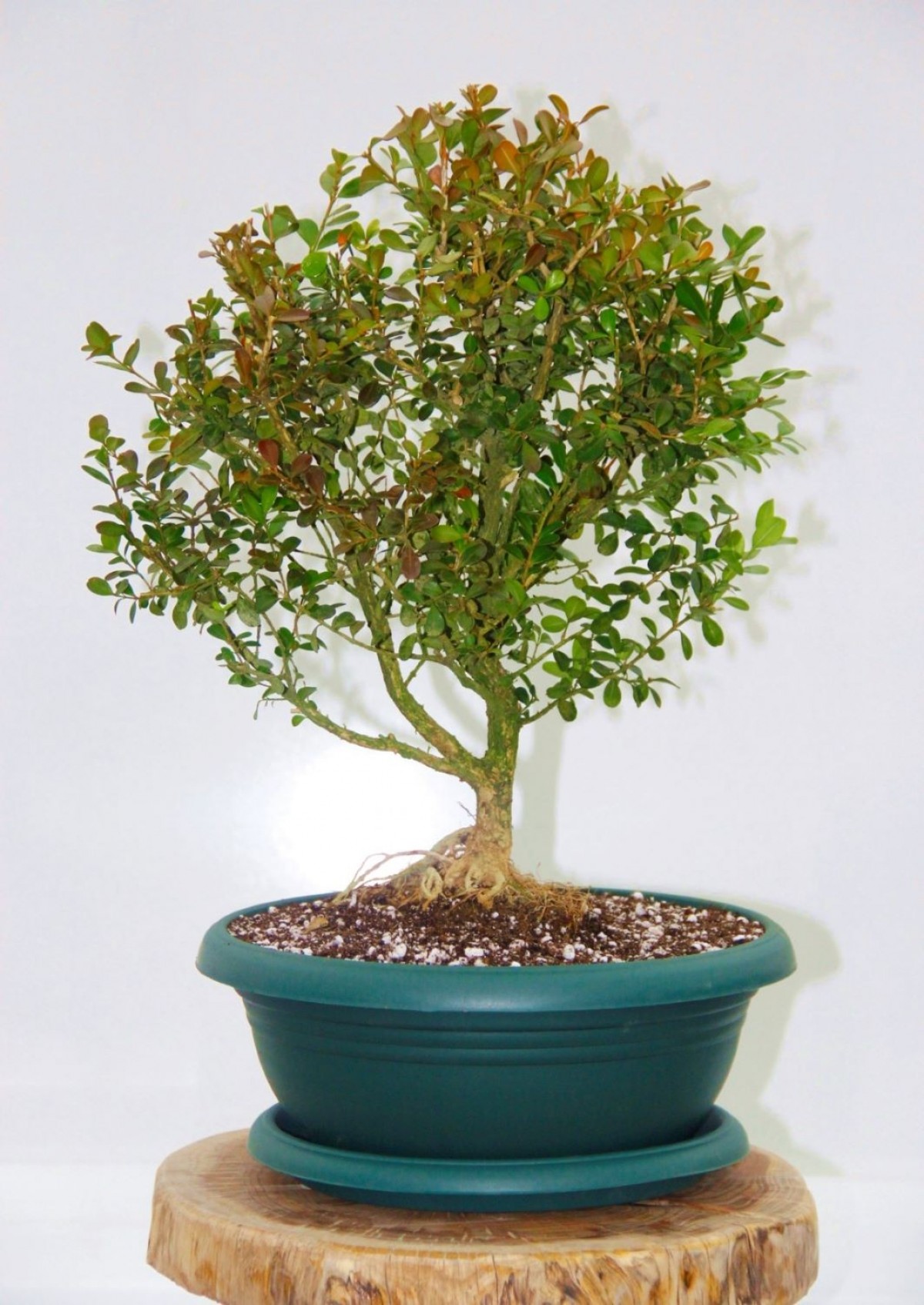 BONSAİ BUXUS - 7 YAŞINDA HEDİYELİK BONSAİ AĞACI BONSAİ BUXUS - 7 YAŞINDA HEDİYELİK BONSAİ AĞACI