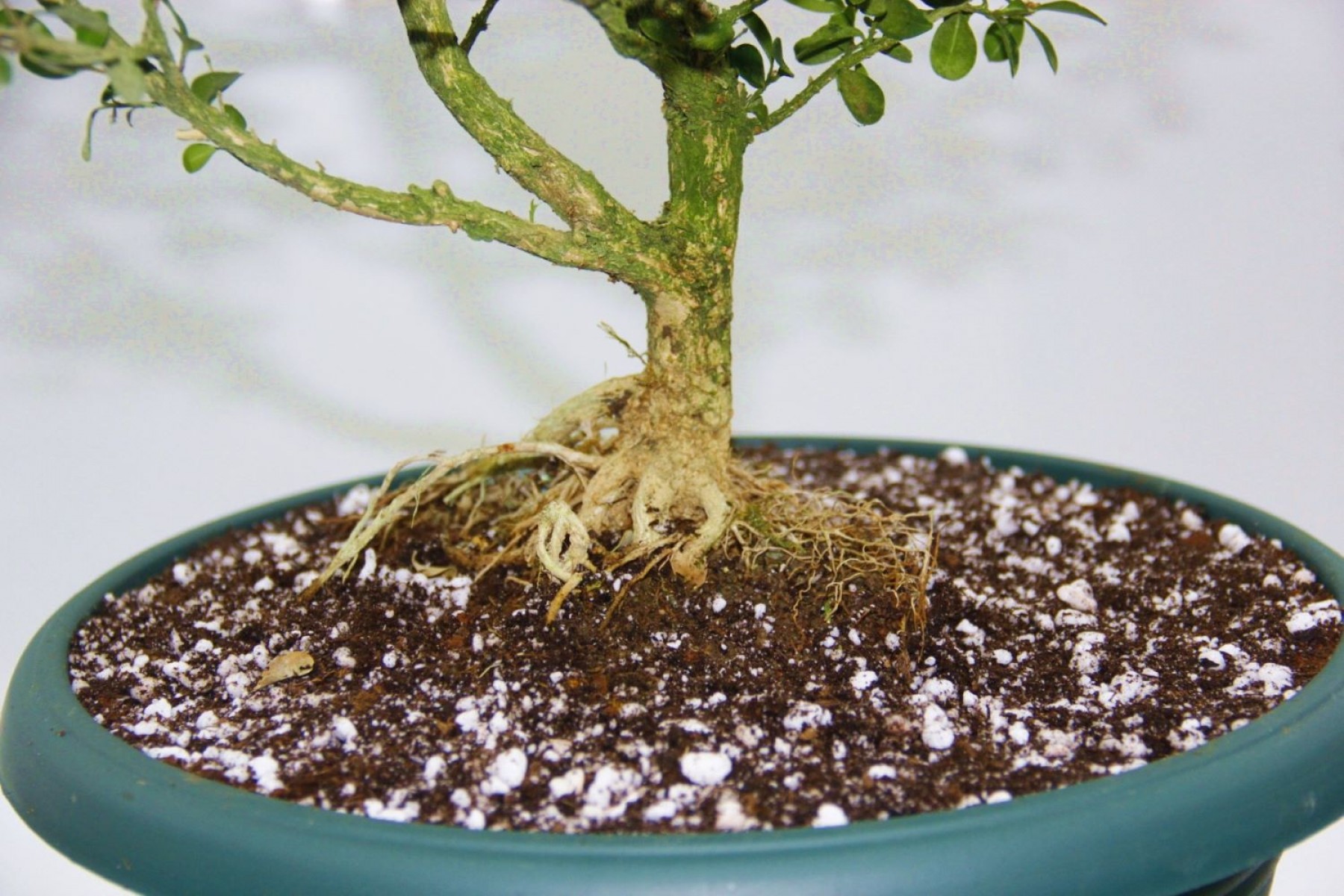 BONSAİ BUXUS - 7 YAŞINDA HEDİYELİK BONSAİ AĞACI BONSAİ BUXUS - 7 YAŞINDA HEDİYELİK BONSAİ AĞACI