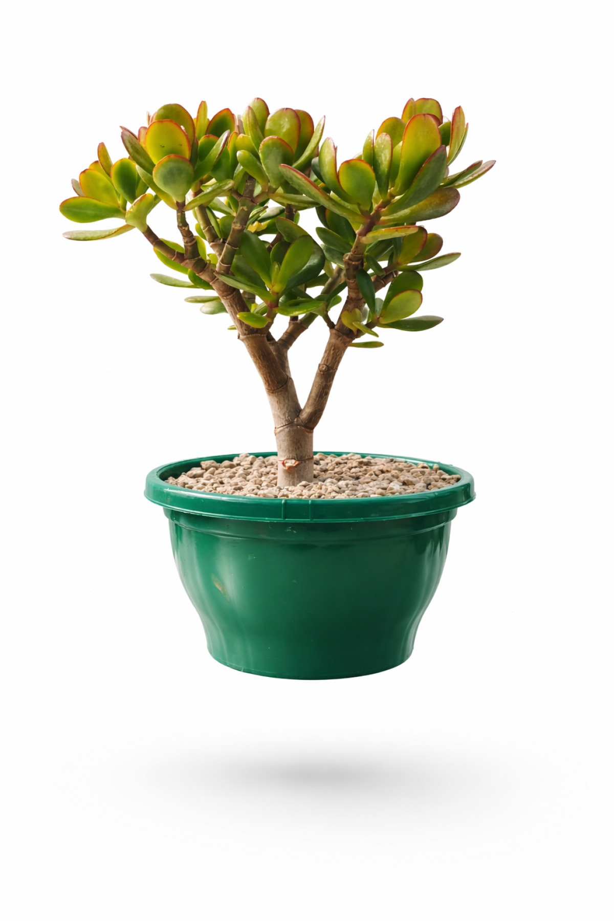 BONSAİ CRASSULA OVATA - PARA AĞACI (5 YAŞINDA)